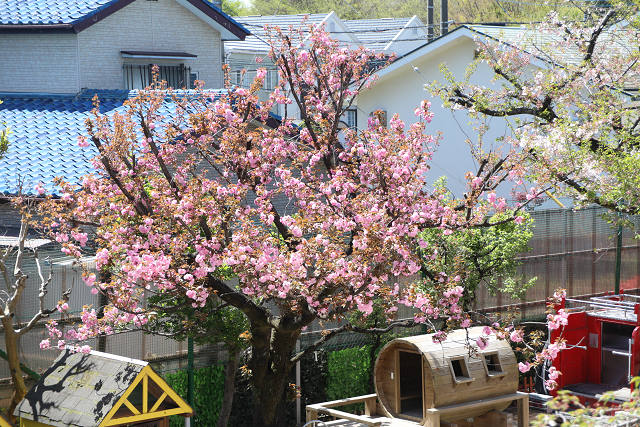 2504hinankunren0337.jpg