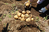 202506poteto0463_thumb.png