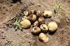 202506poteto0487_thumb.png