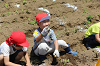 202506poteto0515_thumb.png