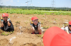 202506poteto0519_thumb.png