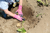 202506poteto0539_thumb.png