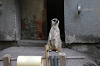 202506Aharura0596_thumb.png