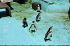 202506Aharura0633_thumb.png