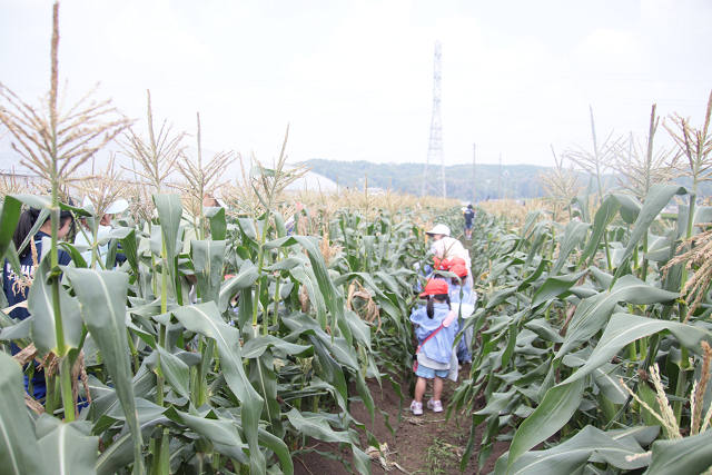 202507corn0055.jpg