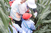 202507corn0114_thumb.png