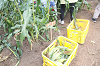 202507corn0115_thumb.png