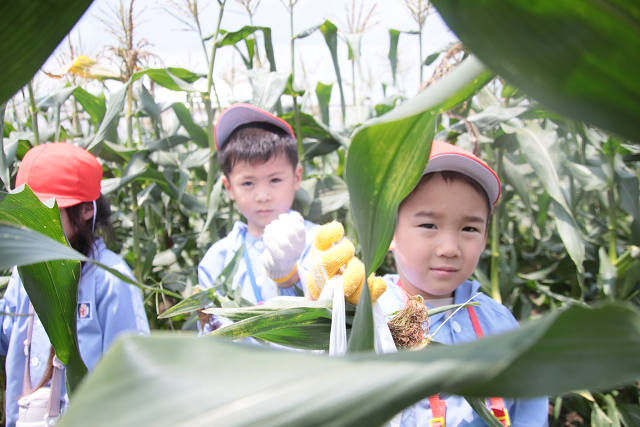 202507corn0183.jpg