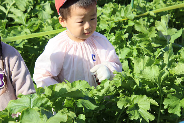 202511daikon0038.jpg