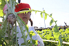 202511daikon0205_thumb.png