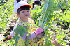 202511daikon0319_thumb.png