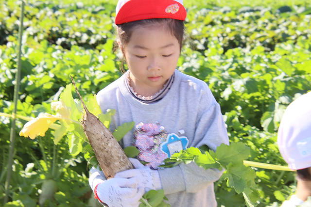 202511daikon0332.jpg