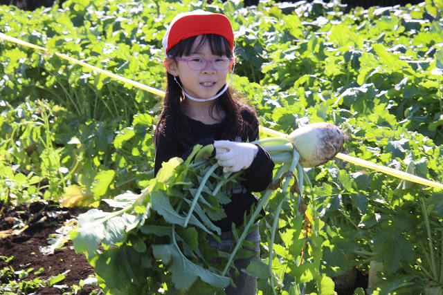 202511daikon0430.jpg
