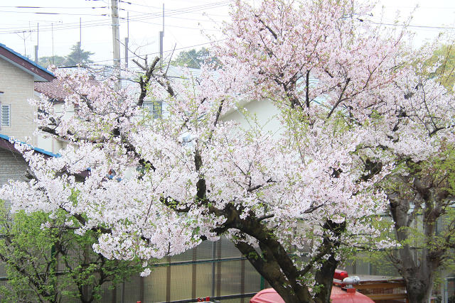 202604nyuen0025.jpg
