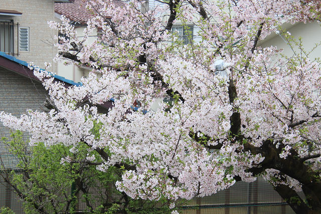 202604nyuen0026.jpg