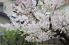 202604nyuen0026_thumb.png