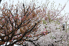 202604nyuen0639_thumb.png