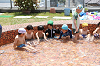 202606puruhiraki0323_thumb.png