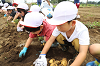 202606poteto0474_thumb.png