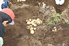 202606poteto0584_thumb.png