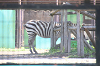 202606Ahamura0145_thumb.png