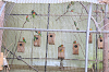 202606Ahamura0387_thumb.png