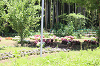 202606Ahamura0400_thumb.png