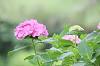 202606C3Dchikozan0221_thumb.png